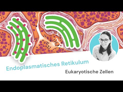 Endoplasmatisches Retikulum: Aufbau und Funktion der drei Retikulatypen