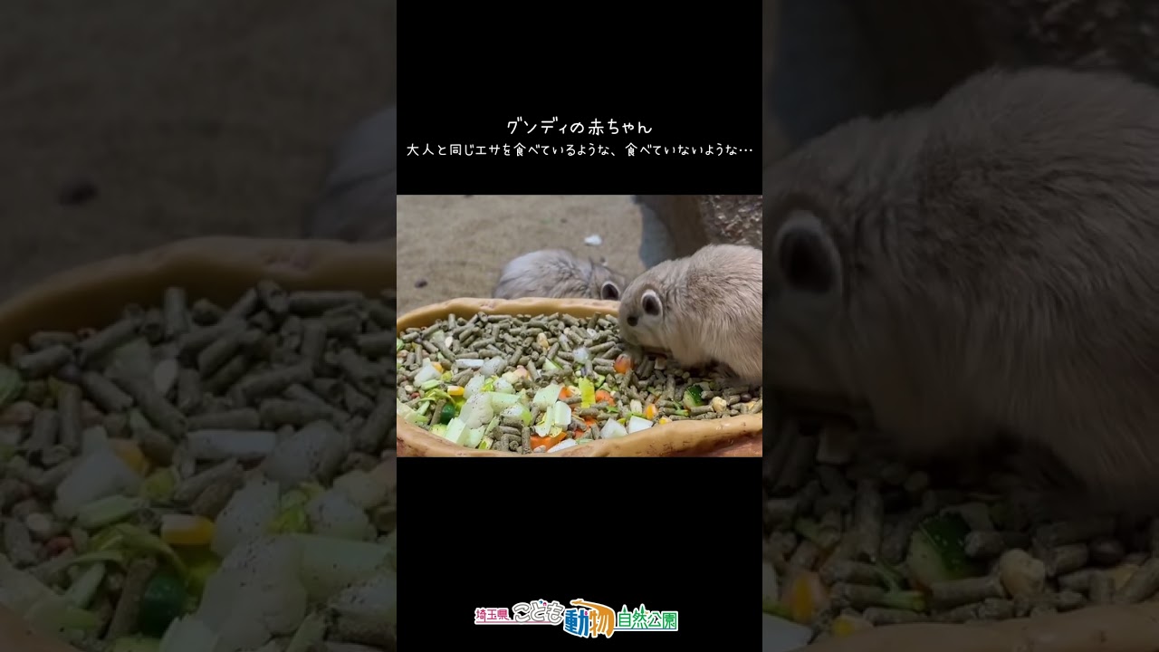 グンディの赤ちゃんの最近