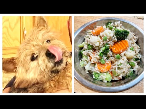 Instant Pot Dog Food