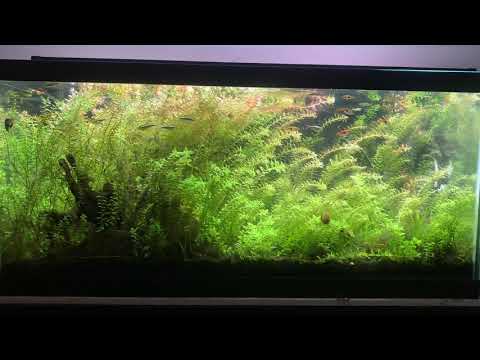 My 40G Rotala Jungle. (Medium Tech- No Maintenance)