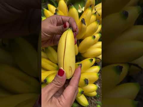 Banana Fruit From Indonesia #banana