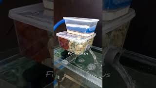 Download lagu Aquarium top filter DIY | Fish tank filter DIY mp3