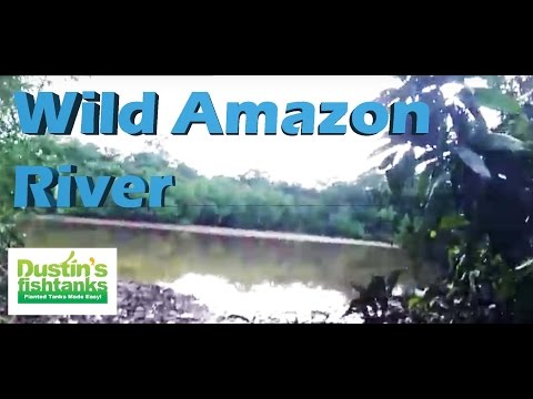 Wild Amazon River Fish Collecting Spot. Sweet Amazon River in Peru tropical fish collecting