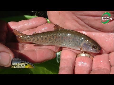 Cum se crește păstrăvul natural de la păstrăvăria Moara Domnească