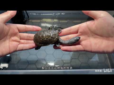 蛇頸龜飼養