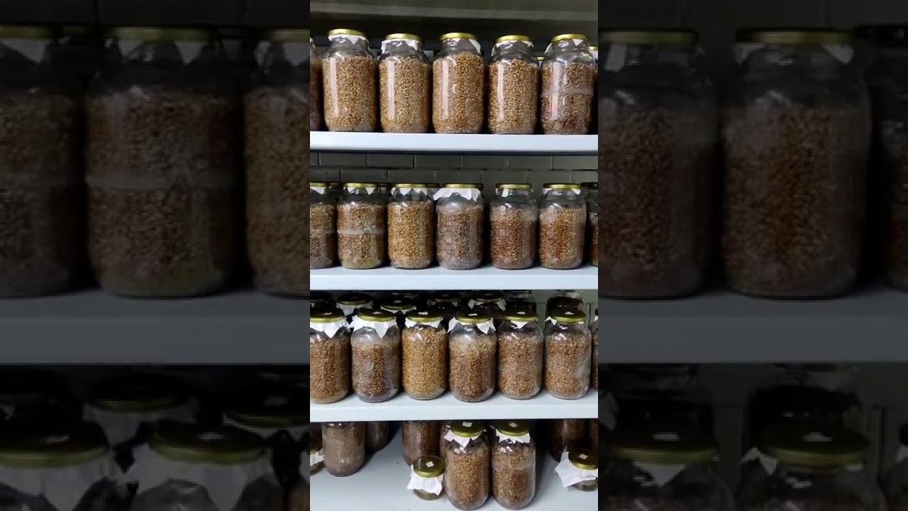 Ежовик гребенчатый. Мицелий. Ростгрибторг.