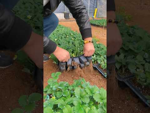 Strawberry leaves and pruning #StrawberryHeige #Manguo #Strawberry #Strawberry Cultivation #Planting