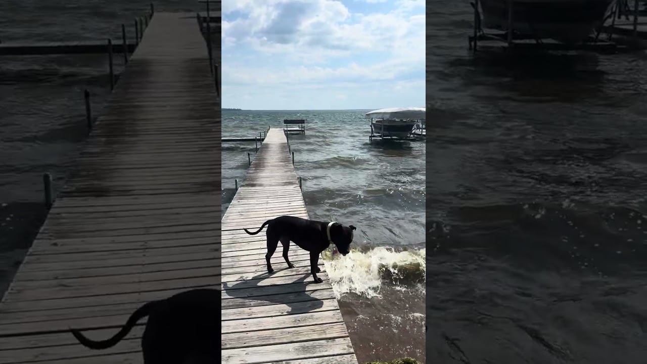 Zena, a Adoptable mixed breed in Crystal, MN video 6/6