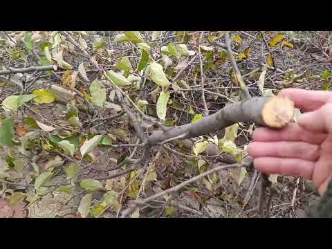 Как правильно работать со старой запущенной яблоней.