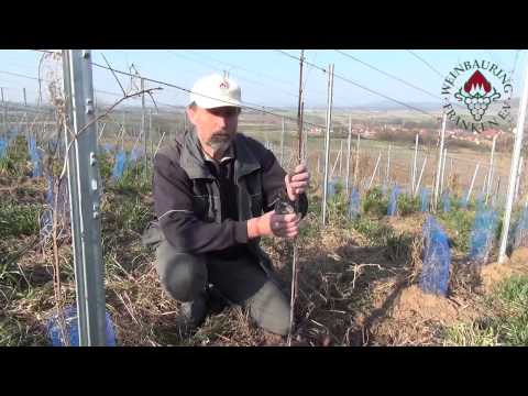 Rebschnitt: Jungfeld (1. Jahr, starker Stock)