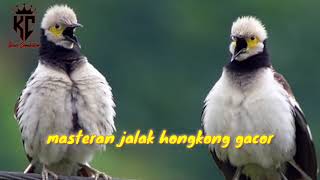 Download lagu Suara Burung Jalak Hongkong Gacor mp3