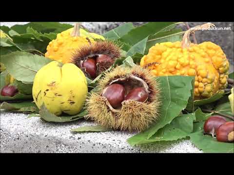 Jesen u Lovranu uz dih maruna