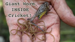 Horsehair Worms: A Bug Within a Bug