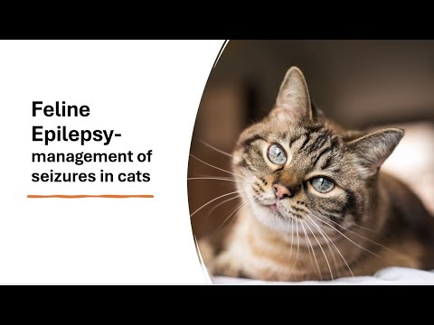 Feline Epilepsy - management of seizures in cats
