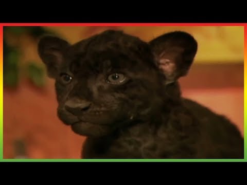 🐆 Zoboomafoo 102 - Eye Spy | HD | Full Episode 🐆