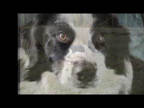 Goddamn working Dog (NSFW)