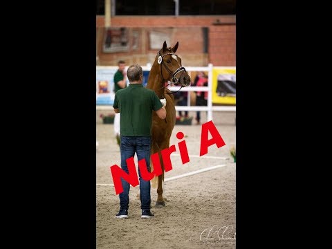 Assenmacher’s New Jackpot || Körung rheinisches Pferdestammbuch || Dressurpony || Dressagepony