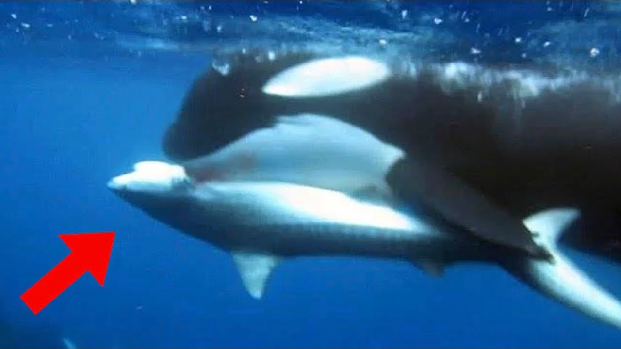Orca Kills Great White Shark