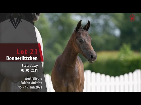 Westfälische Fohlen-Auktion Lot 21 Donnerlittchen Stute v.  Dynamic Dream - Veron