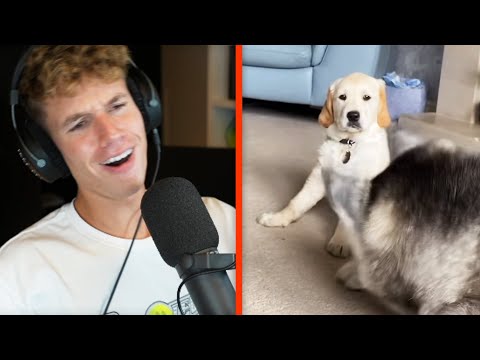 Luca reagiert auf Golden Retriever Welpen