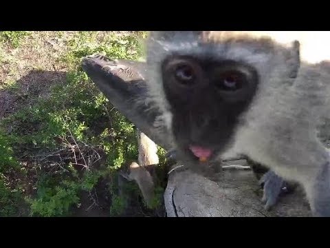 Djuma: Vervet Monkeys around cam tree - 16:23 - 12/23/19