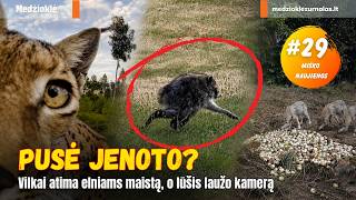 Pusė jenoto, vilkai atima elniams maistą, o lūšis laužo kamerą. Miško naujienos #29