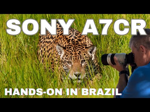 Sony a7cR - Análise prática do Brasil Safari - Melhor câmera de viagem, aqui está o porquê