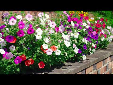 The Planting Fields Arboretum of Long Island oyster bay