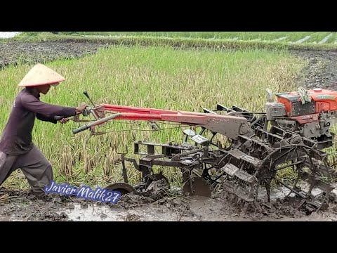 SIMBAH DENGAN TRAKTOR SAWAH DIESEL KUBOTA MENGGARAP TANAH HITAM LENGKET@javiermalik27