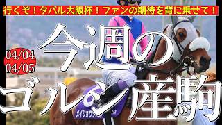 今週のゴールドシップ産駒 (04/04,05)【行くぞ！タバル大阪杯！ファンの期待を背に乗せて！／メイショウタバルなど】