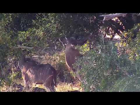 Djuma: Kudus - 14:28 - 05/29/20