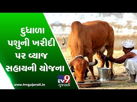 download lagu mp3 mp4 Dairy Farming Loan In Gujarat, download lagu Dairy Farming Loan In Gujarat gratis, unduh video klip Dairy Farming Loan In Gujarat