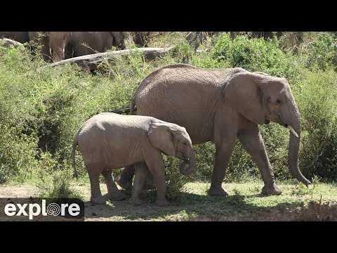 Live webcam view of African Wildlife Lookout at Mpala River