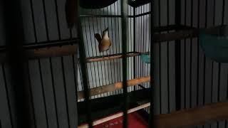 Download lagu SRDC GACOR NGOTOT BIKIN EMOSI LAWAN mp3