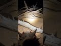Horned Lizard POV: Custom Micro-Camera Reveals a Stunning Desert Sand Camouflage