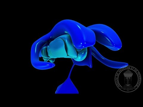Neuroanatomy : Diencephalon, Thalamus & Hypothalamus