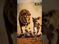 Lion Vs Hyena Epic Battle For Zebra Kill On The African Savanna LionVsHyena