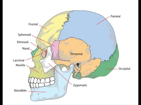 Cranial Bone Movements: learn more about the natural motions of the cranial system