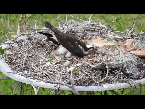 Osprey Eggs