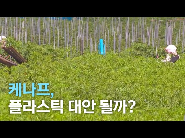 케나프, 빨리 썩는 플라스틱 대안 될까?