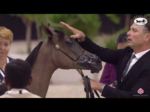 N 7 ERMA AL SENDIAN   UAE National A H  Championships 2022   Yearling Fillies Section A Class 1A