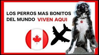 Download lagu Mascotas Canada: Lo que hay que saber! mp3 Download lagu Mascotas Canada: Lo que hay que saber! mp3