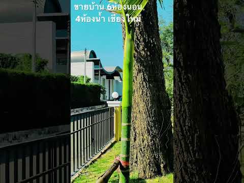 ขาย บ้าน ในโครงการ เดอะ มาสเตอร์พีช ซีนเนอรี่ ฮิลล์ ตำบลน้ำแพร่ อำเภอหางดง จังหวัดเชียงใหม่ ยังไม่เคยน้ำท่วม – รูปที่ 2