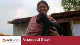 Attappadi Black - a Goat Breed