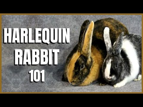 , title : 'Harlequin Rabbit 101'