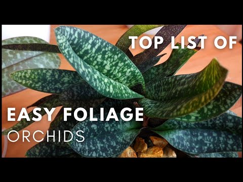 , title : 'My Top Picks for Foliage Orchids | Easy, Beautiful Orchids for the home'