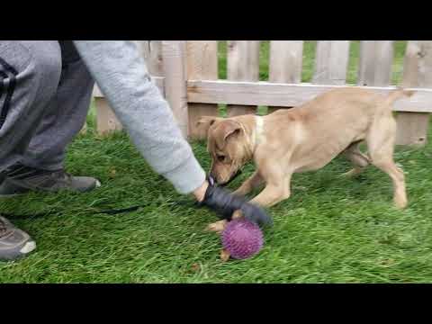 Butterbean, an adopted Pit Bull Terrier Mix in Palatine, IL_image-1