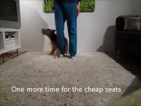 Welsh Terrier Thelma's New Trick