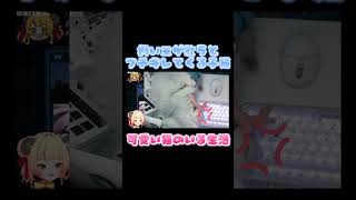 VS飼い猫 #vtuber #vlog #ねこ #ねこのいる暮らし