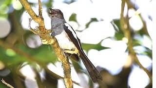 Download lagu Burung Magpie-robin Betina Bernyanyi dan Bersuara mp3 Download lagu Burung Magpie-robin Betina Bernyanyi dan Bersuara mp3